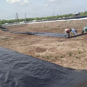 2mm HDPE Geomembrane for Environmental Smooth Plastic Fish Pond Onsite