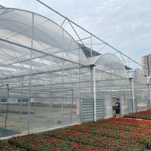 China Irrigation System Side Vent Multi Span Greenhouse With Automatic Watering System on sale