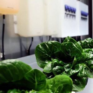 Vertical Farming Hydroponics Greenhouse in 40HQ Reefer Container with Steel