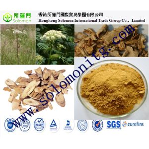 angelica sinensis extract chinese angelica extract--1% Ligustilide, 10:1