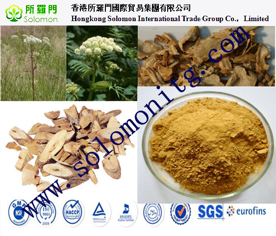 angelica sinensis extract chinese angelica extract--1% Ligustilide, 10:1