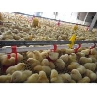 Buy Chicken Poultry Automatic Pan Feeding System Nipple Drinking Line at wholesale prices