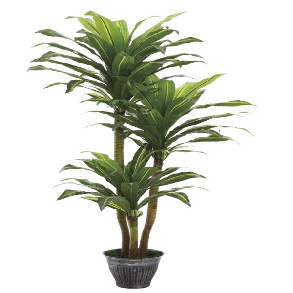 New Three Stem Yellow Brazil Tree, Brazilian Rosewood