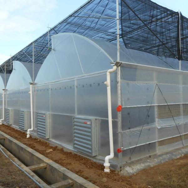 Large Sawtooth Greenhouse Shine Tech Poly Tunnel Tropical Greenhouse With Ventilation