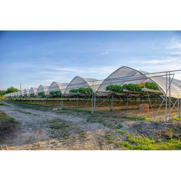 Experience Superior Berry Cultivation with BAOLIDA Multi-Span Greenhouse 10-70m Length and Advanced Irrigation System