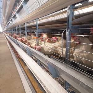 Poultry Farm House Features Hot Galvanized Battery Cages Specifically Designed