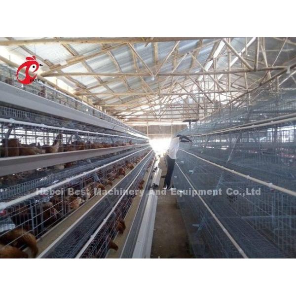 Laying Hens 256 Birds Battery Cage Poultry Farming In Zambia Sandy