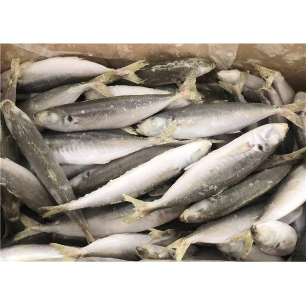 Buy 120g Whole Round High Protein Frozen Pacific Mackerel at wholesale prices