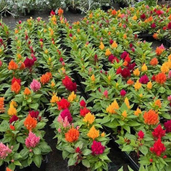 Agricultural Polycarbonate Venlo - type Greenhouse for Pansy Planting