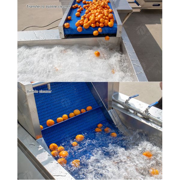 1500KG/H Orange Selection Fruit And Vegetable Processing Line