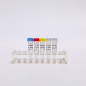 R1031 GDSBio First Strand CDNA Synthesis RT-PCR Mix For QPCR Premixed RNA