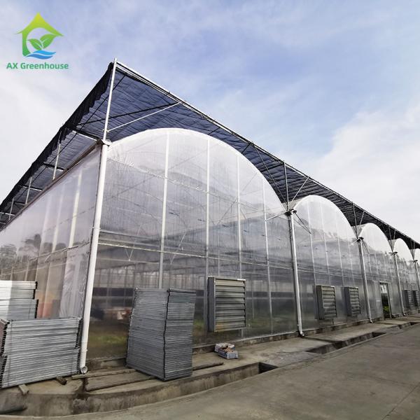 Plant Cultivation With Plastic Film Covered Multi Span Greenhouse And Irrigation