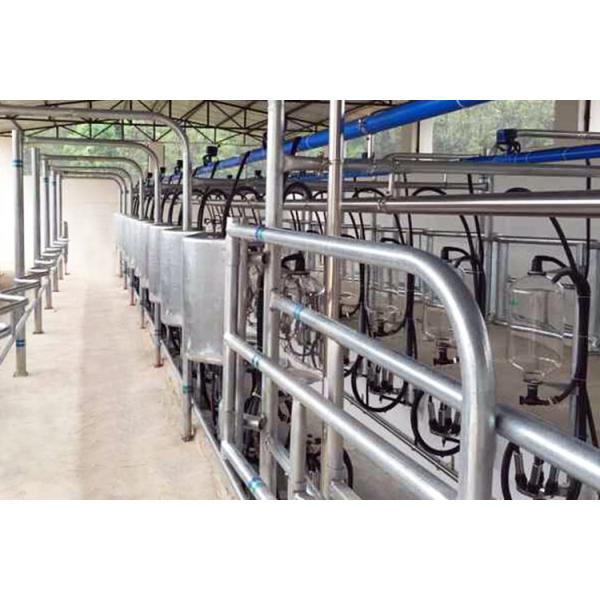 Buy herringbone type 5T/h 20 Unit Milking Parlour Low Noise Automatic Milking Parlour at wholesale prices