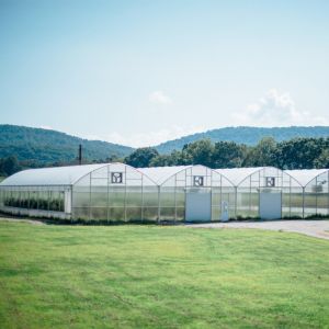 China High Tunnel Plastic Polyhouse Multi Span Greenhouse Agriculture Complete System on sale