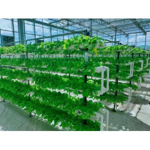 State-of-the-Art Glasshouse Large Glass Covered Water Sprayer for Controlled