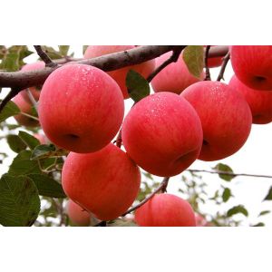 Quality Rich Experience Bulk of Fresh red fuji apple with high quality and best price from China for sale