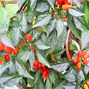 Dehydrated Red Bullet Chilli Pods Cayenne Pepper 25000SHU Without Stem