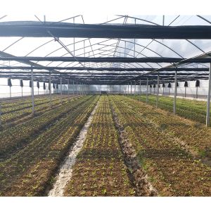 2-5m Shoulder Height High Tunnel Sawtooth Greenhouse for Commercial Plant