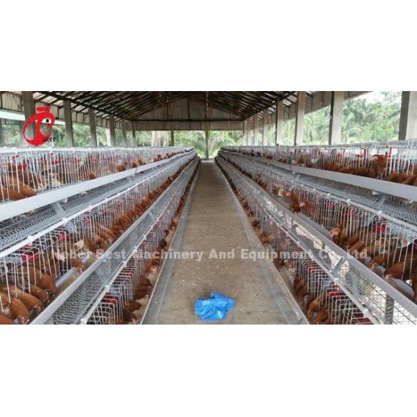 Laying Hens 256 Birds Battery Cage Poultry Farming In Zambia Sandy