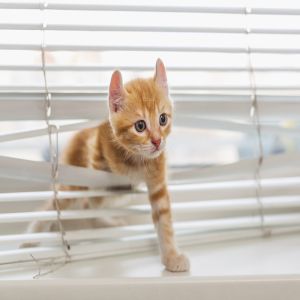 Customized Modern Aluminium Louvered Windows Ventilated With Fiberglass Screen