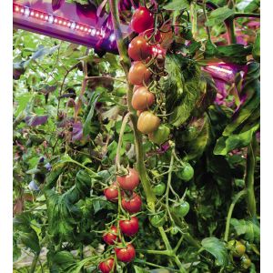 Cucumber LED Interlighting 80W High Output Supplemental Greenhouse Lighting