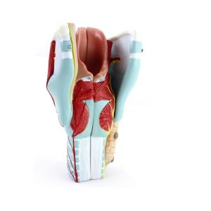 Quality Anatomical Pvc Simulation Magnified 3pcs Human Larynx Model for sale