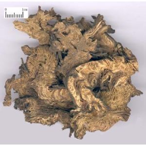 Improve Female Climacteric Syndrome Black Cohosh Extract -- Cimicifuga romose (L