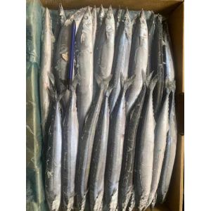 2# BQF Frozen Pacific Saury Fish With High Protein