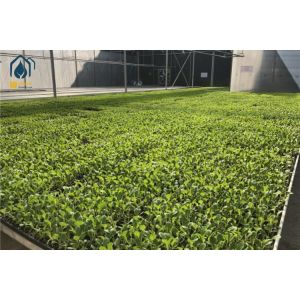 Agricultural Wire Mesh Rolling Grow Tables Greenhouse Hydroponic Rolling Benches