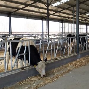 Installed Easily Width 75cm Cow Head Lock Sturdy Built Headlocks