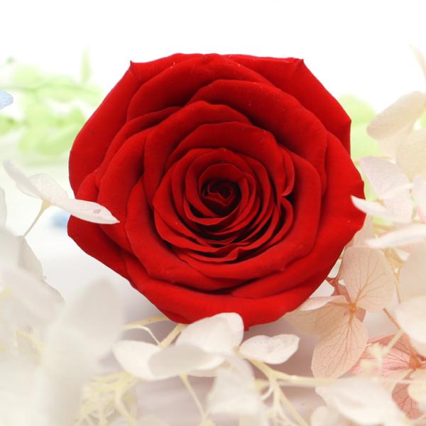 Decorative Fresh Cut Yellow Preserved Roses 2-3 Cm