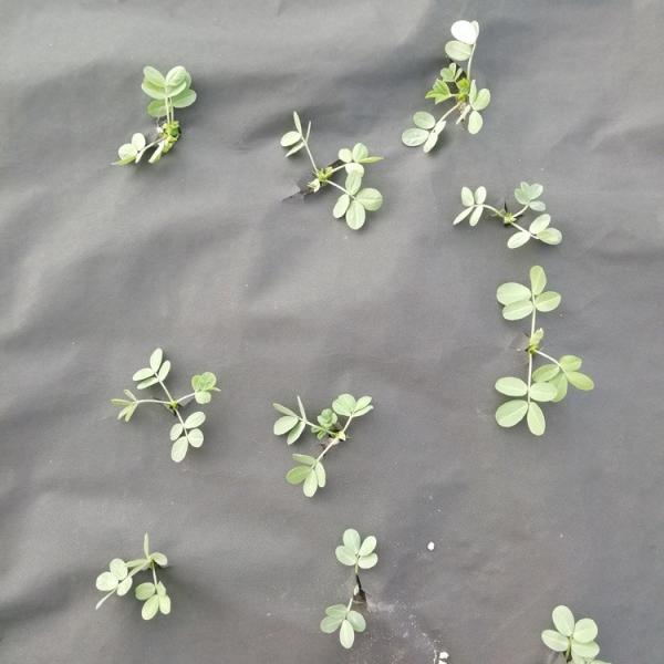 Buy Spunbonded 70GSM 100GSM Weed Barrier Fabric PP Non Woven Material at wholesale prices