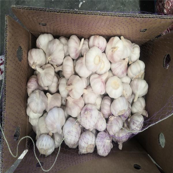 4.5cm Pure White Natural Fresh Onion No Black Mould