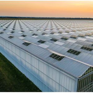 Transform Your Farming Experience with Tomato Cucumber Strawberry Hydroponics