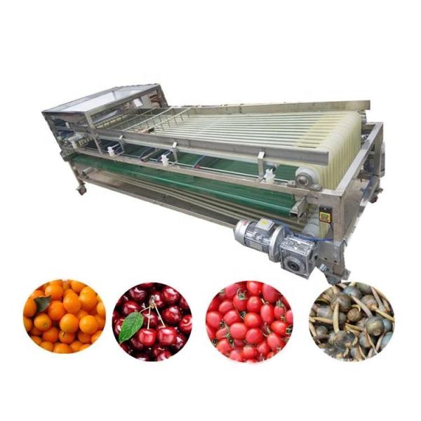 Olive Food Sorting Machine Industrial 1.5kw Fruit Sorting Machine