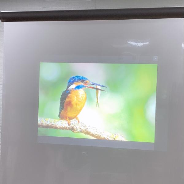 Buy Holographic Self Adhesive Rear Projection Window Film Hologram 3D Display at wholesale prices