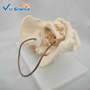 Educational Anatomical Skeleton Model VIC-127 Birth Demonstration Model Medical