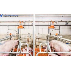 Customized Piggery Shed Steel Structure Animal Husbandry Green House