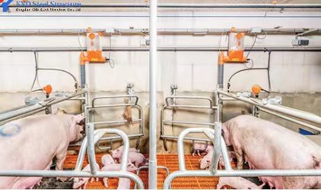 Buy Customized Piggery Shed Steel Structure Animal Husbandry Green House at wholesale prices