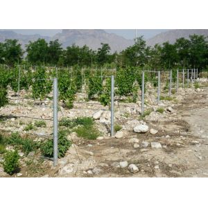 Vineyard Accessories Metal Trellis Posts Easy Installation Anti Corrosive