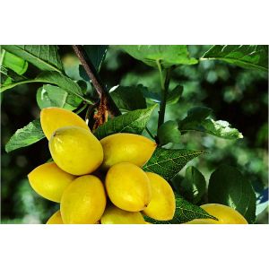 Water Soluble Olive Leaf Extract Oleuropein Hydroxytyrosol --Olea europea L.