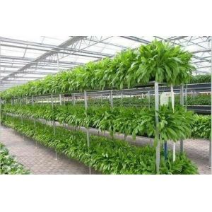 Resource Saving Hydroponic Greenhouse Systems Commercial For Cultivation Leafy