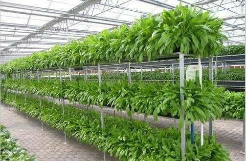 Resource Saving Hydroponic Greenhouse Systems Commercial For Cultivation Leafy