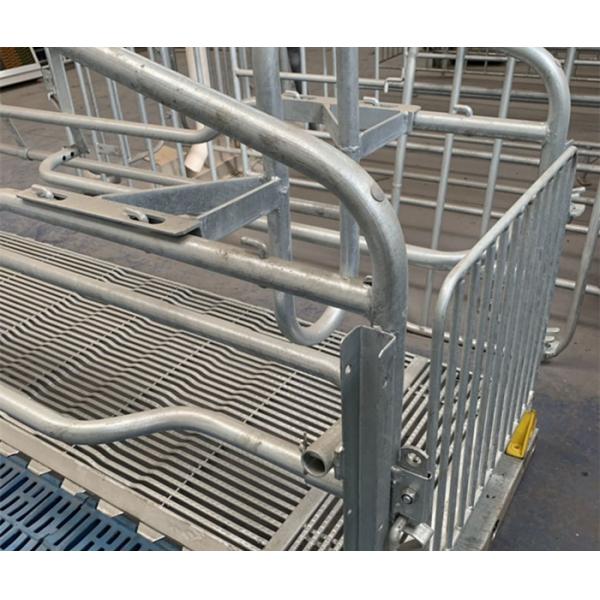 Adjustable Sow Joy Farrowing Crates With Plastic Slatted Flooring Long Using Time