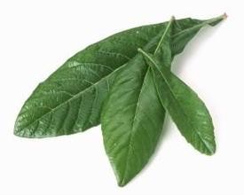 Loquat leaf Extract Ursolic acid 98% HPLC , CAS NO.:77-52-1,anti-inflammatory,