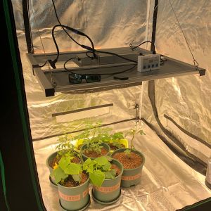 RedFarm 650W Samsung LM301H 3500K Quantum LED Grow Light Full Spectrum