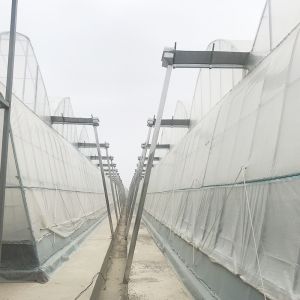 Multi-Span Agricultural Greenhouses Advanced Hydroponic Growing System for
