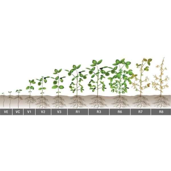 Support Customized NPK Liquid Fertilizers High Concentration