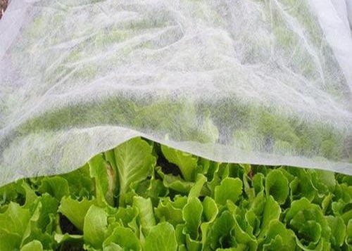 Buy PP Nonwoven Fabrics Anti-frostbite Insect prevention for Agricultrural at wholesale prices