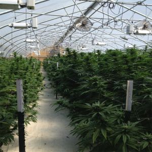 Three Layer Low Light 150 micro PEP light deprivation blackout greenhouse